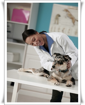 Veterinary-Nurse